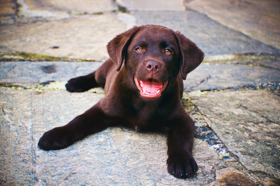 Puppy raisers will spend 18 months with a black Labrador retriever or standard poodle, each between 8 and 12 weeks old.