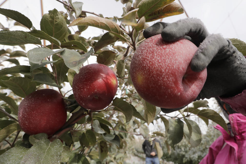 In this photo taken Tuesday, Oct. 15, 2019, a Cosmic Crisp apple, partially coated with a white kaolin clay to protect it from sunburn, is picked at an orchard in Wapato, Wash. The Cosmic Crisp, a new variety and the first-ever bred in Washington state, will be available beginning Dec. 1 and is expected to be a game changer in the apple industry. Already, growers have planted 12 million Cosmic Crisp apple trees, a sign of confidence in the new variety. (AP Photo/Elaine Thompson)
