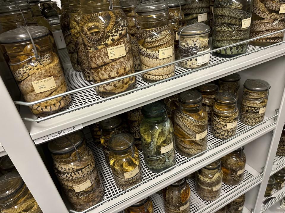 Jars filled with older snake specimens sit on shelves inside the University of Michigan Museum of Zoology, Wednesday, Oct. 18, 2023, in Ann Arbor, Mich. They recently were joined by a sizable donation of reptile and amphibian specimens from Oregon State University. (AP Photo/Mike Householder)