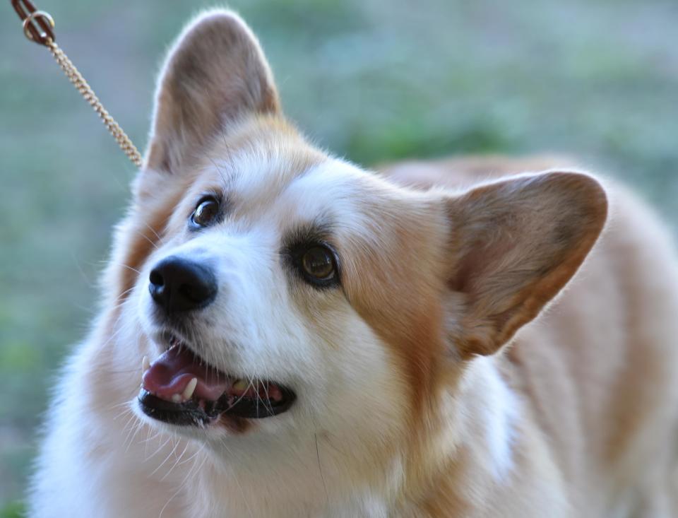 Emmett the Pembroke corgi perks up for judging in show ring 6 on opening day at the Cape Cod Kennel Club's annual dog show last year.