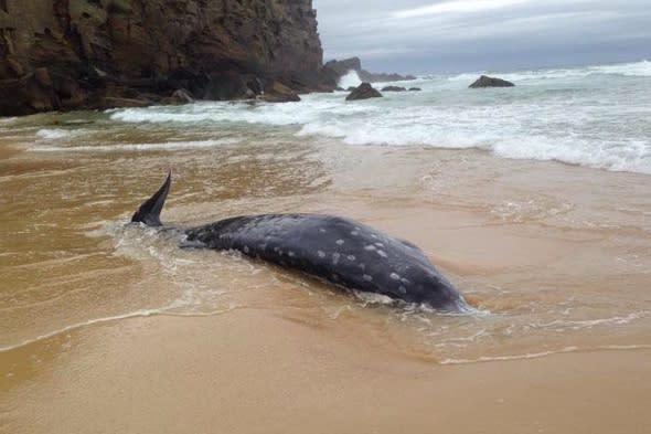 Rare beaked whale washes up on beach in Australia