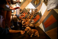 <p>Dachshund dogs are given treats as they sit on a sofa at a pop-up Dachshund cafe in London. (Reuters) </p>