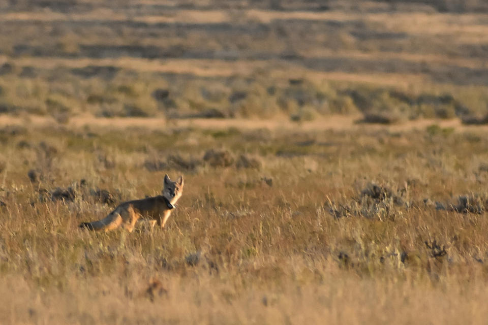 A swift fox is seen moments after being released onto the Fort Belknap Indian Reservation, Sept. 28, 2022, near Fort Belknap Agency, Mont. Native species such as swift foxes and black-footed ferrets disappeared from the Fort Belknap Indian Reservation generations ago, wiped out by poisoning campaigns, disease and farm plows that turned open prairie where nomadic tribes once roamed into cropland and cattle pastures. (AP Photo/Matthew Brown)