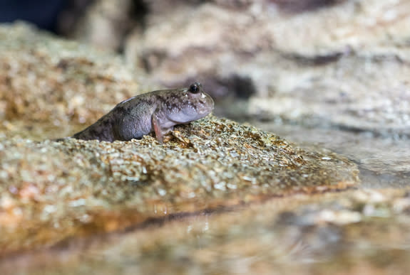 Researchers studied the motion of mudskippers to understand how early terrestrial animals might have moved about on mud and sand. This animal was photographed at the Georgia Aquarium in Atlanta.