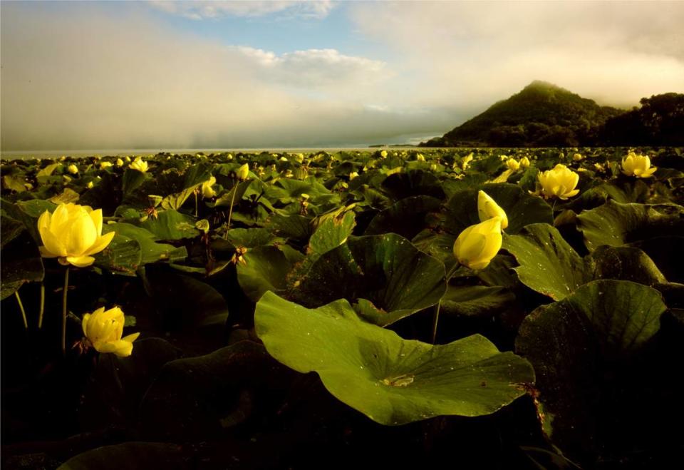 “Lotus at Sunrise,” a photo by John Sullivan, is part of the World Water Day Photo Contest Exhibit at the National Great Rivers Research and Education Center. The exhibit opens March 20.