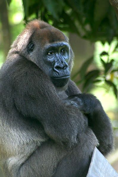 14) Cross River Gorilla