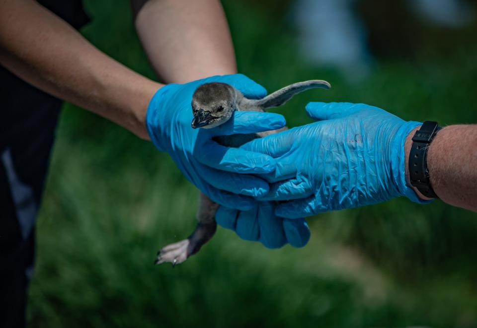 The penguins are listed as vulnerable to extinction (Picture: Chester Zoo)