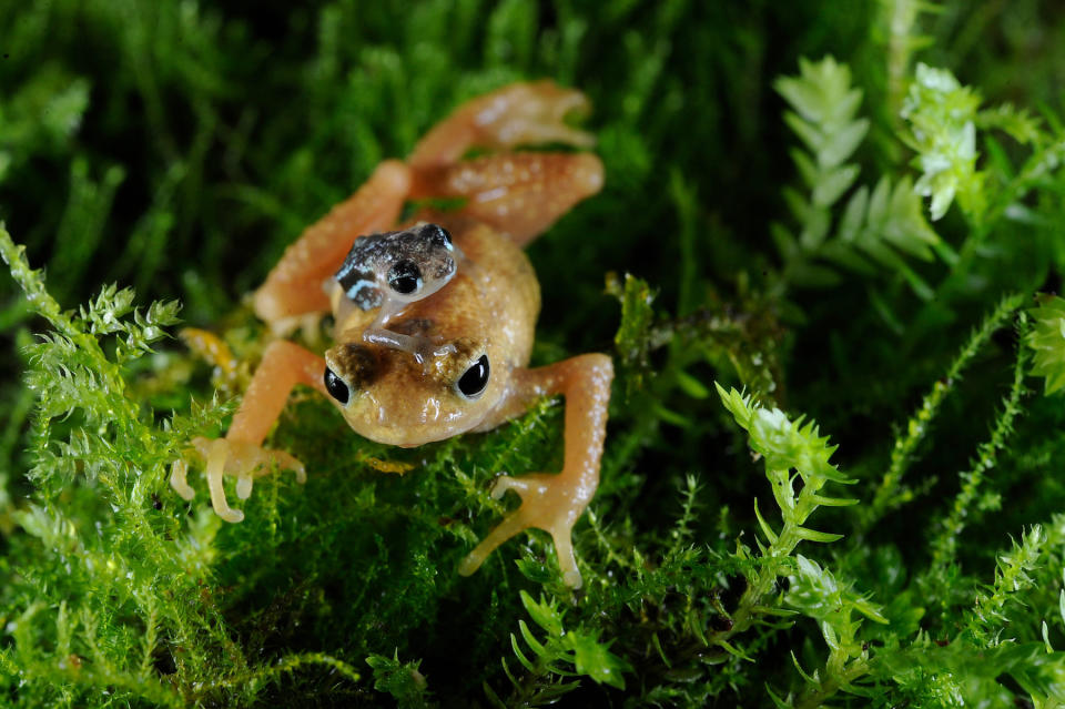 <p>Die Kihansi-Gischtkröte wurde 2009 von der Weltnaturschutzunion (IUCN) als ausgestorben eingestuft. Doch in einem Zoo in der New Yorker Bronx wurden Kröten als Schutz gegen das Aussterben gesammelt und gezüchtet. 8.000 dieser Kröten hat der Zoo bis heute nach Tansania geschickt, wo sich die Tiere in freier Wildbahn austoben können. (Bild: Julie Maher) </p>