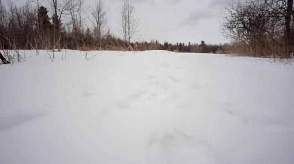 Locals and U.S. Border Patrol in Mooers, N.Y., use human snow tracks, seen here on March 13, 2023, to determine whether migrants had recently crossed the area. (NBC News)