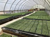 This May 18, 2022 image shows tiny ponderosa pine, Douglas fir, aspen and other conifer seedlings at a greenhouse in Santa Fe, N.M. Tens of thousands of the seedlings and an invaluable seed bank recently were evacuated from New Mexico State University's Forestry Research Center in the mountain community of Mora as the largest wildfire burning in the U.S. approached the facility. (AP Photo/Susan Montoya Bryan)