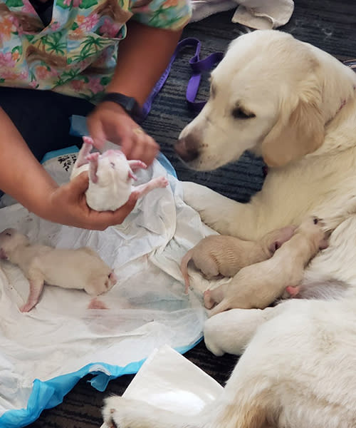 Ellie, la labrador que dio a luz en el aeropuerto, conociendo a uno de sus cachorros. Twitter.com/TampaFireRescue