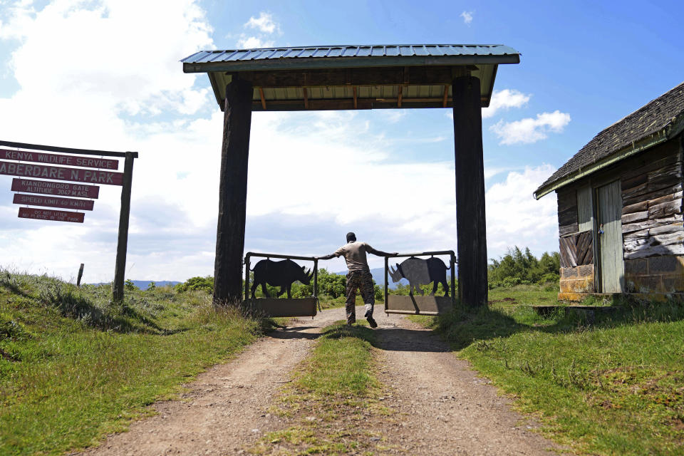 A ranger opens a gate at the Aberdare National Park in Nyeri, Kenya, Jan. 24, 2024. The Kenyan government wants to build a tarmac road to connect two counties through the Aberdare Range and scientists and conservationists say the project would have an irreversible impact on the ecosystem. (AP Photo/Brian Inganga)