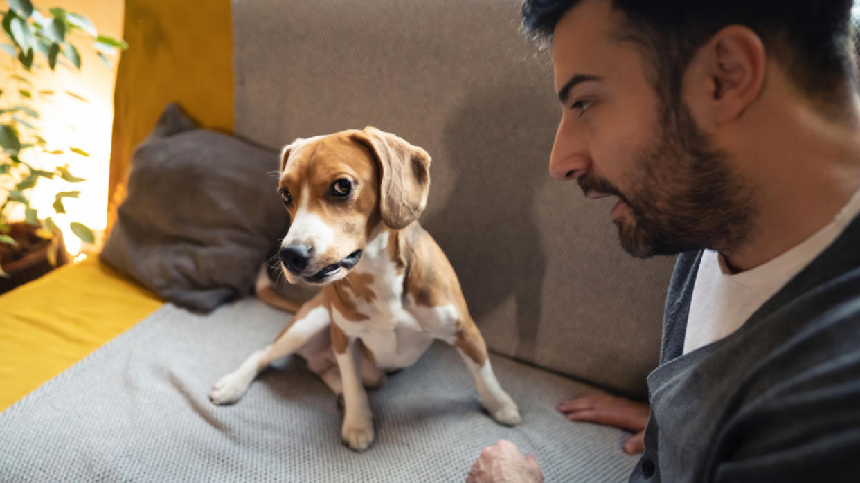  Dog being told off while sitting on a sofa 