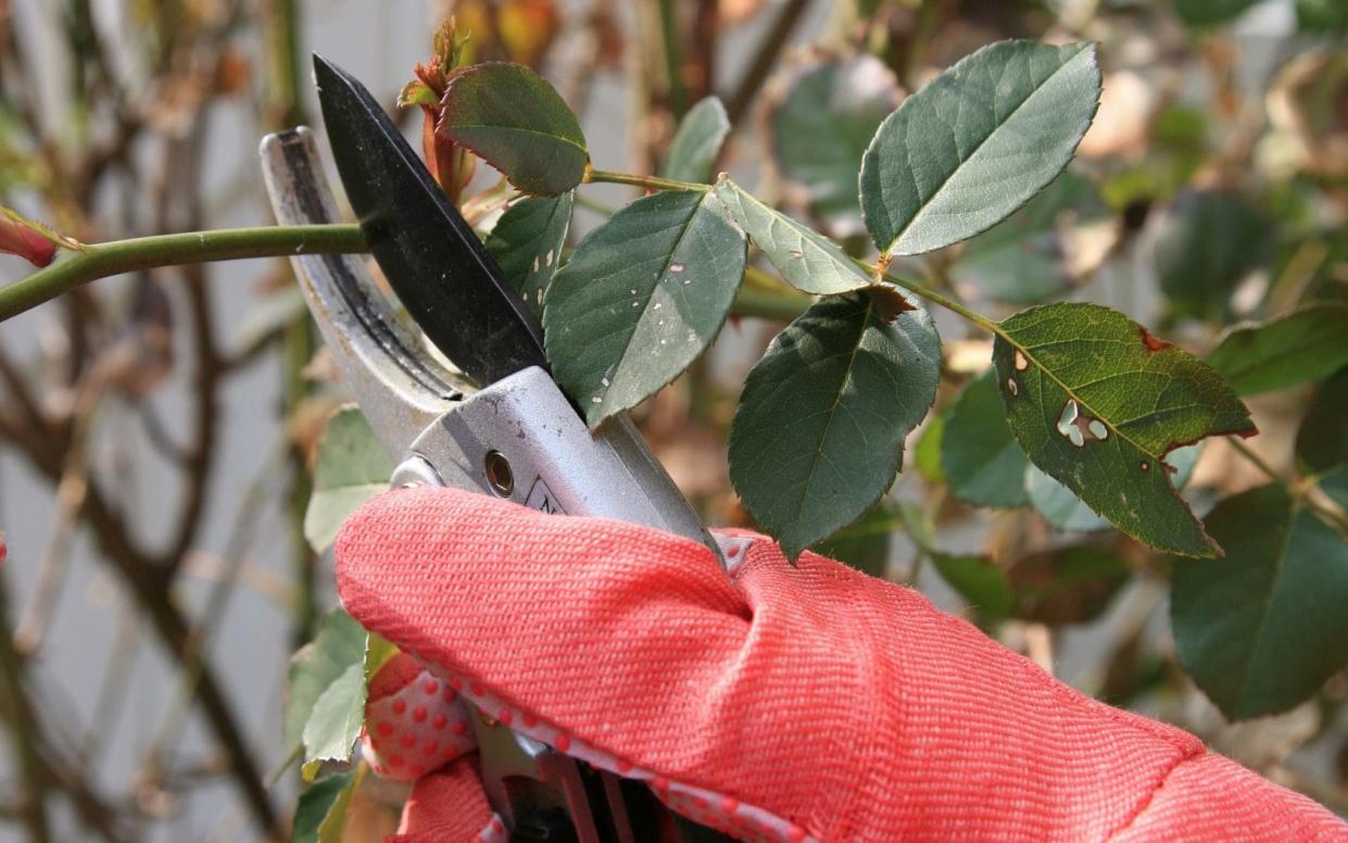 Rose pruning - E+