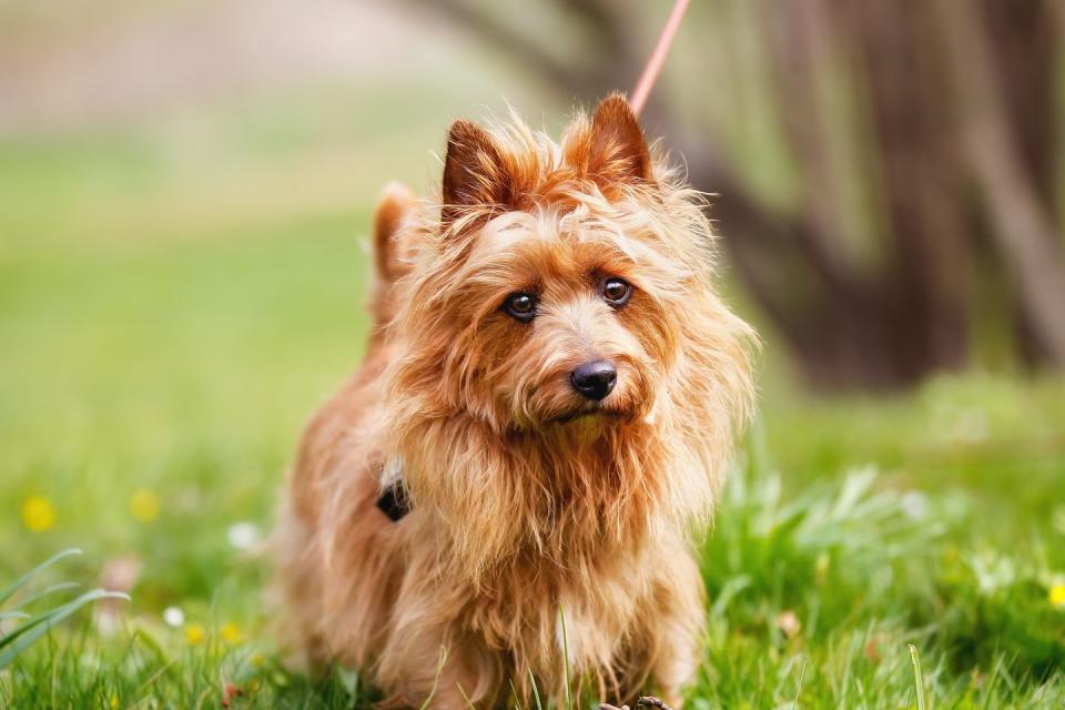 small dog breeds australian terrier