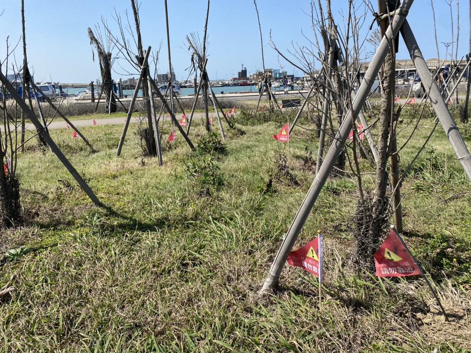 新竹漁港國際風箏賽場是熱門觀光景點，但近月多處草地插滿警示「紅火蟻防治區」小紅旗。記者王駿杰／攝影