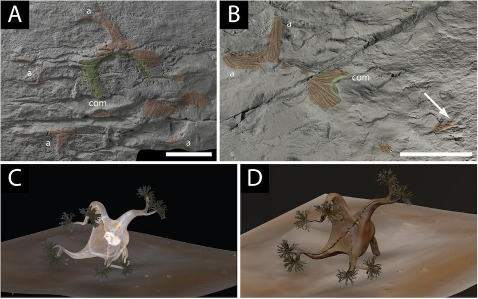 Here is what scientists say Mamsetia may have looked like when alive. 