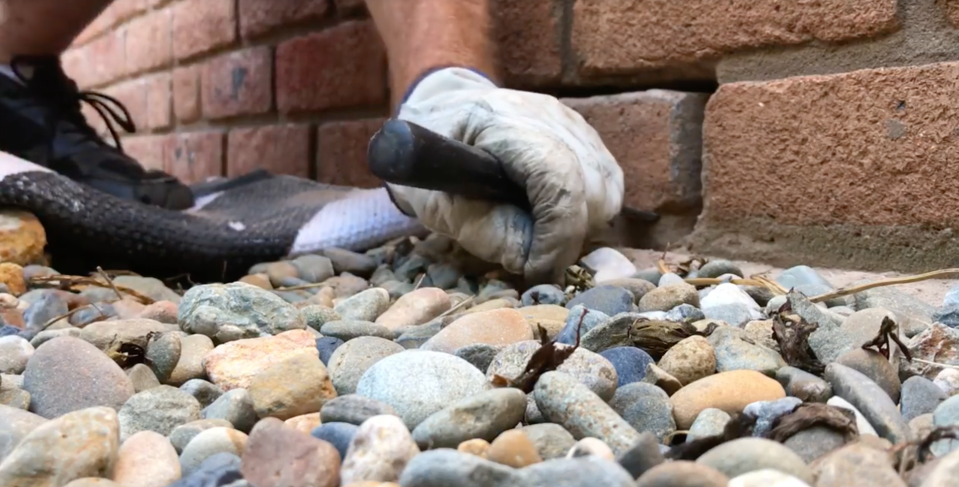 Sydney kitten freed from Sutherland Shire brick wall