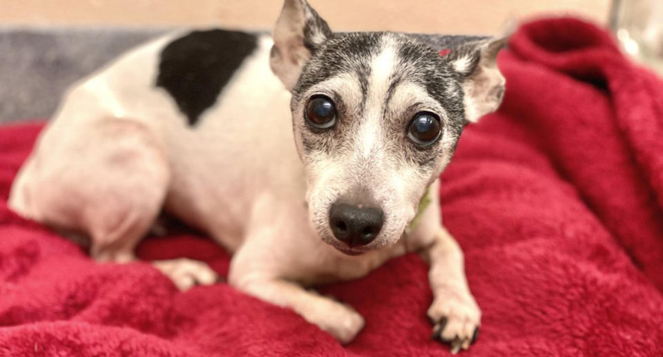 Dutchess the missing dog, reunited with owner after 12 years. Source: AP