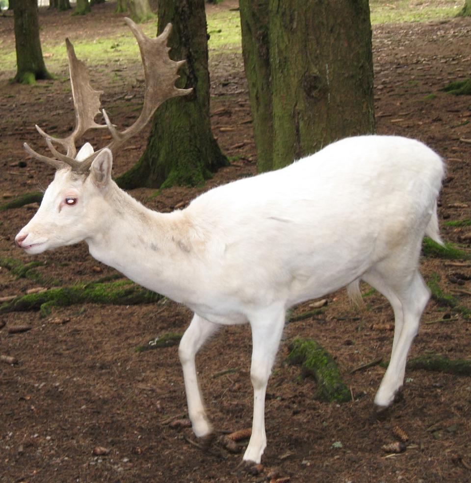 Los ciervos blancos son extremadamente raros y su color se debe a una mutación genética. Foto: Wikimedia Commons