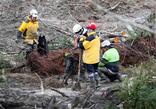 Two search and rescue dogs meet as they investigate a section of tree roots at the west side of the mudslide on Highway 530 near mile marker 37 on Sunday, March 30, 2014, in Arlington, Wash. Periods of rain and wind have hampered efforts the past two days, with some rain showers continuing today. (AP Photo/Rick Wilking, Pool)