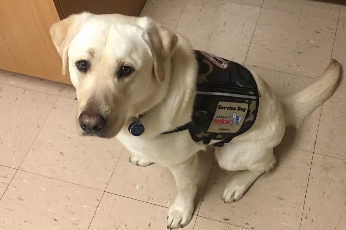 Puppy Bringing Smiles to New York Mets During Service Dog Training