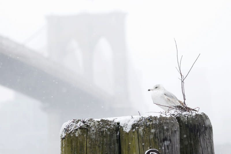 A Seagull stands on a dock stump with a view of the Brooklyn Bridge as snow falls in New York City on Friday. Photo by John Angelillo/UPI