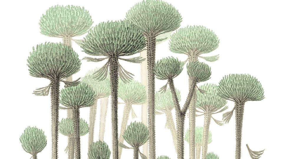 An illustration showing how the forest would have looked. - Peter Giesen/Chris Berry