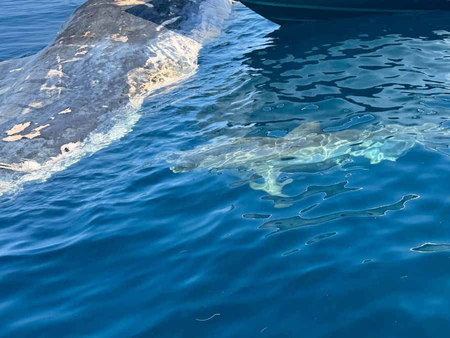 Sharks feeding on sperm whale carcass courtesy of Sea Tow