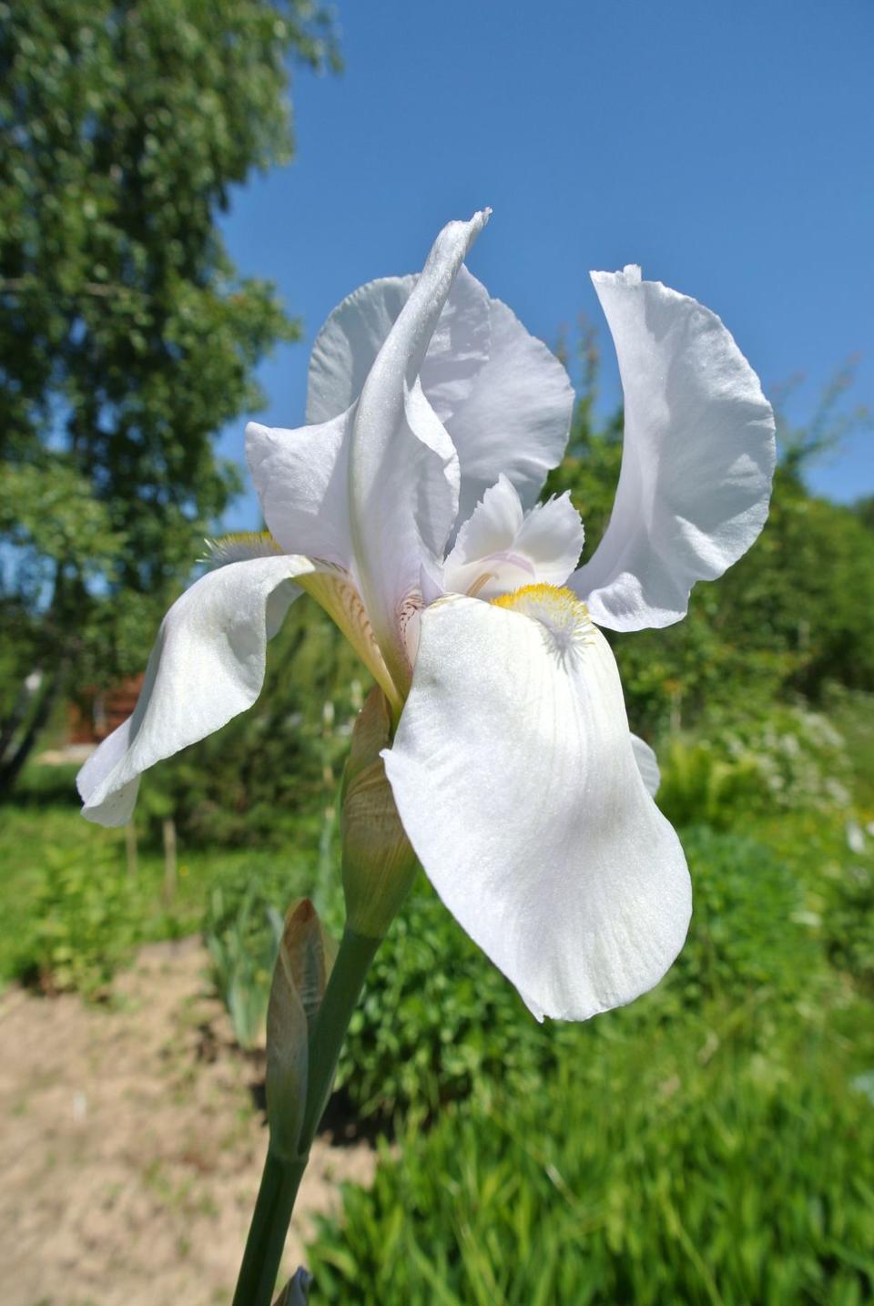 best white flowers iris bride