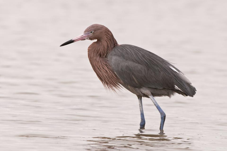 J.N. “Ding” Darling National Wildlife Refuge