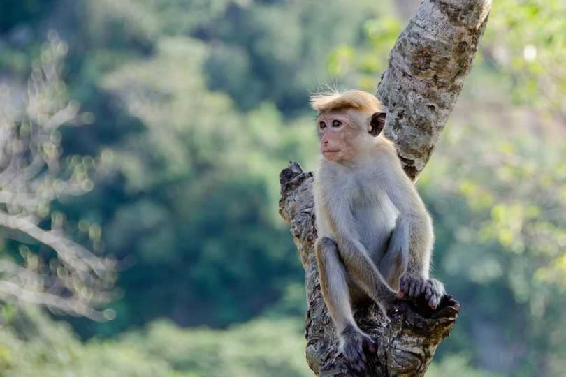 彌猴經常是第2階段的醫學實驗動物。（圖／Pixabay）