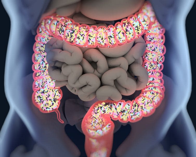 <span class="caption">The gut is where antibiotics are released to treat infections in the body.</span> <span class="attribution"><a class="link " href="https://www.shutterstock.com/image-illustration/gut-bacteria-microbiome-inside-large-intestine-639806734" rel="nofollow noopener" target="_blank" data-ylk="slk:Anatomy Insider/Shutterstock;elm:context_link;itc:0;sec:content-canvas">Anatomy Insider/Shutterstock</a></span>