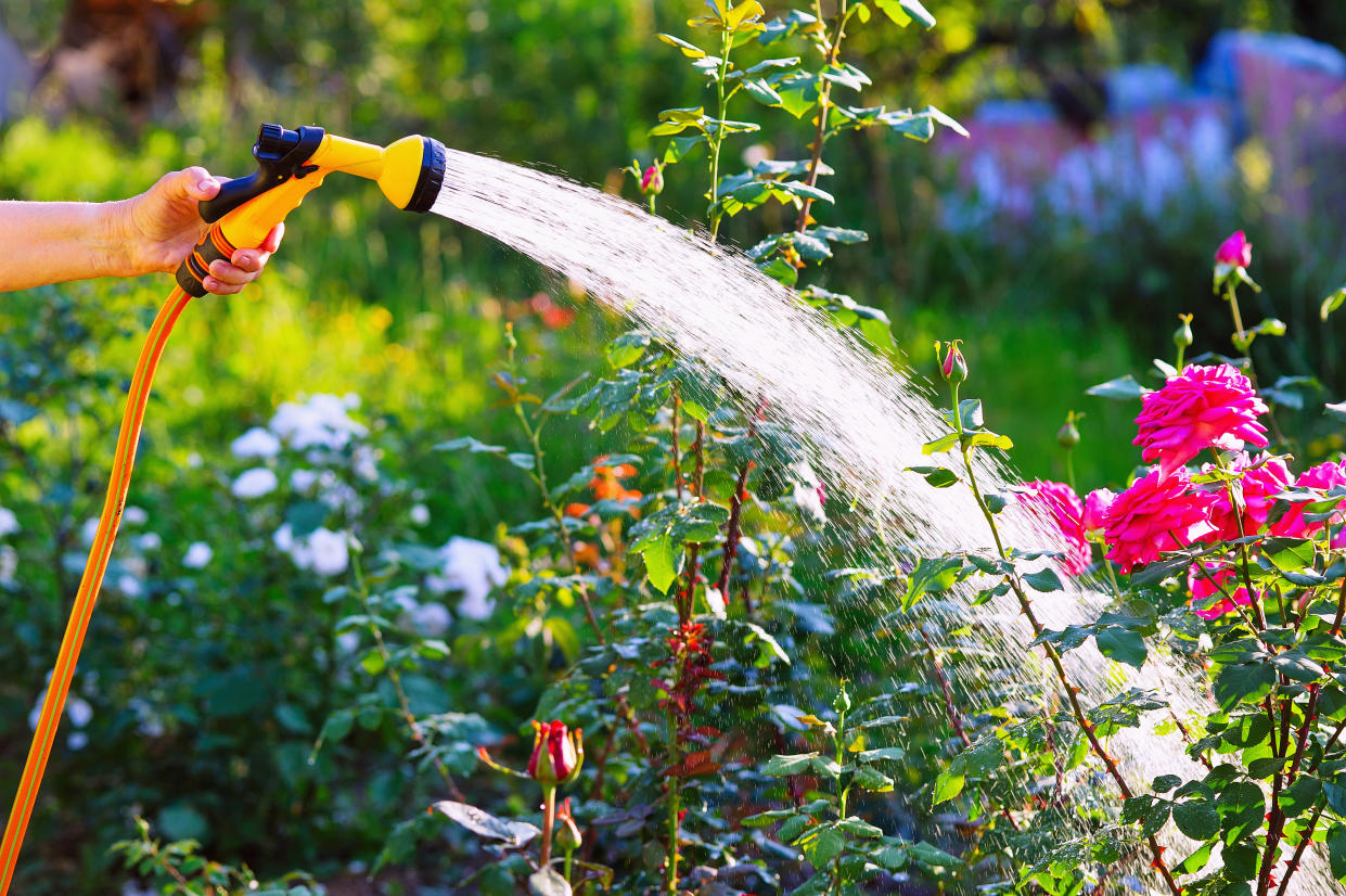 senior woman hand holding a hose sprayer and watering a rose flowerbed in garden, Amazon expandable hose, Amazon hose