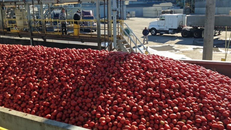 Ontario tomato farmers angry over 'horrible' pricing deal