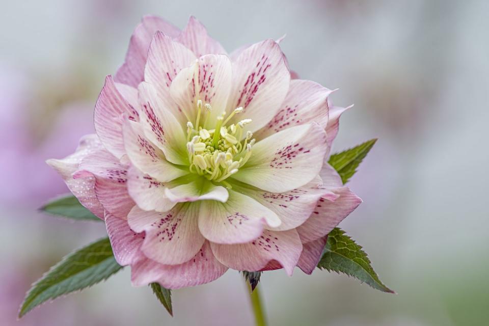 shade flowers hellebore