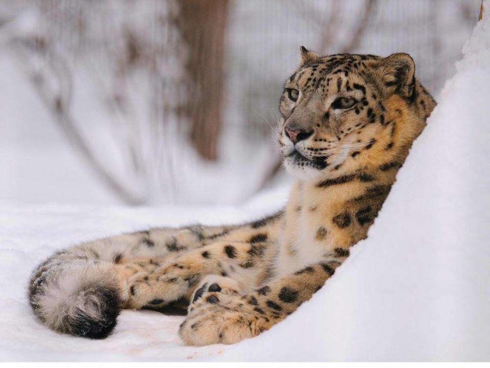 As many as 450 snow leopards are poached annually (Alamy)