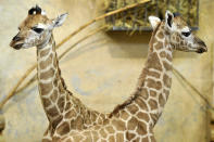 <p>Giraffe calves seen in the Savannah House of Budapest Zoo in Budapest, Hungary, Feb. 23, 2017. (Photo: Attila Kovacs/EPA) </p>