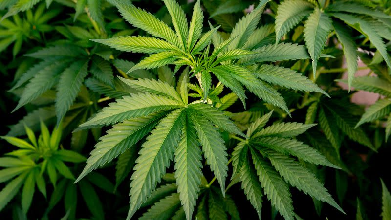 Researchers have identified genes they believe are linked to cannabis addiction. 