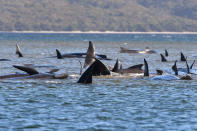 Pilot whales lie stranded on a sand bar near Strahan, Australia, Monday, Sept. 21, 2020. (Brodie Weeding/Pool Photo via AP)