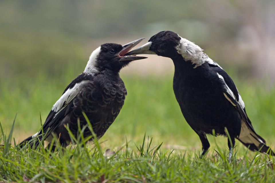 A mother magpie feeds its child on a lawn.