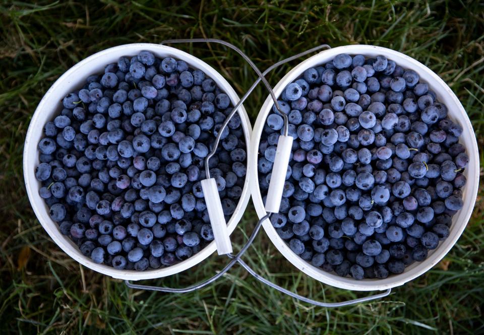 Dos cubetas llenas de arándanos recién recolectados esperan ser clasificadas por una cosechadora de moras Littau en Fordyce Farm en Salem. La máquina recoge las moras u hojas poco maduras ocasionales que llegan al balde.