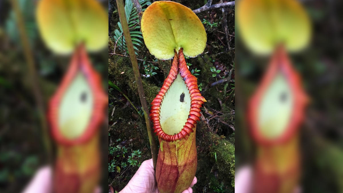 Some carnivorous plants evolved to eat poop instead of bugs. And