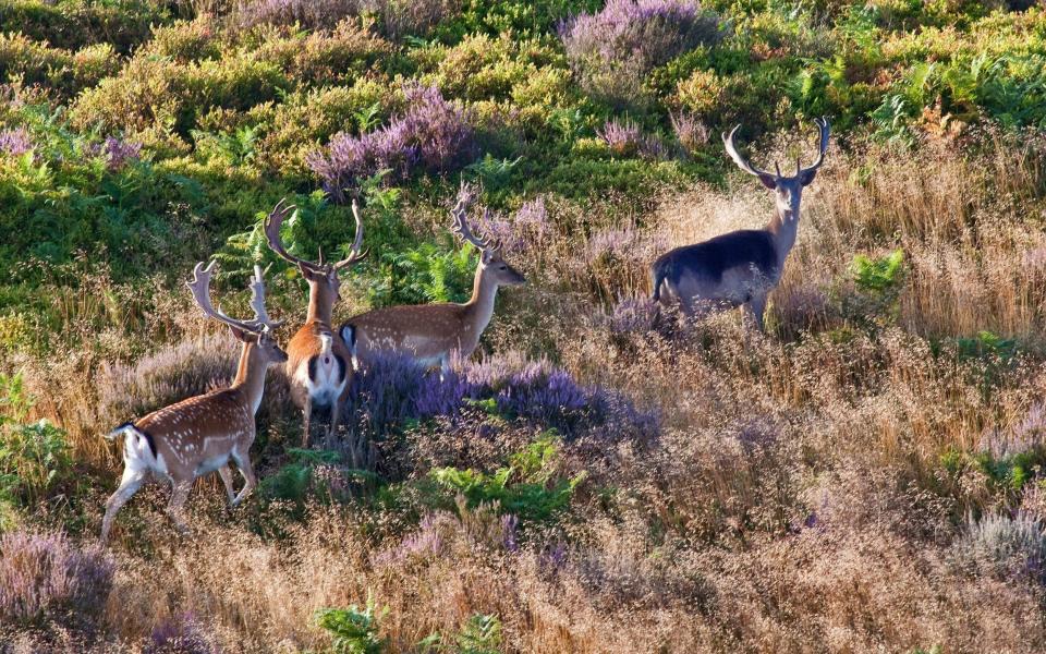 Deer roam free on Cannock Chase