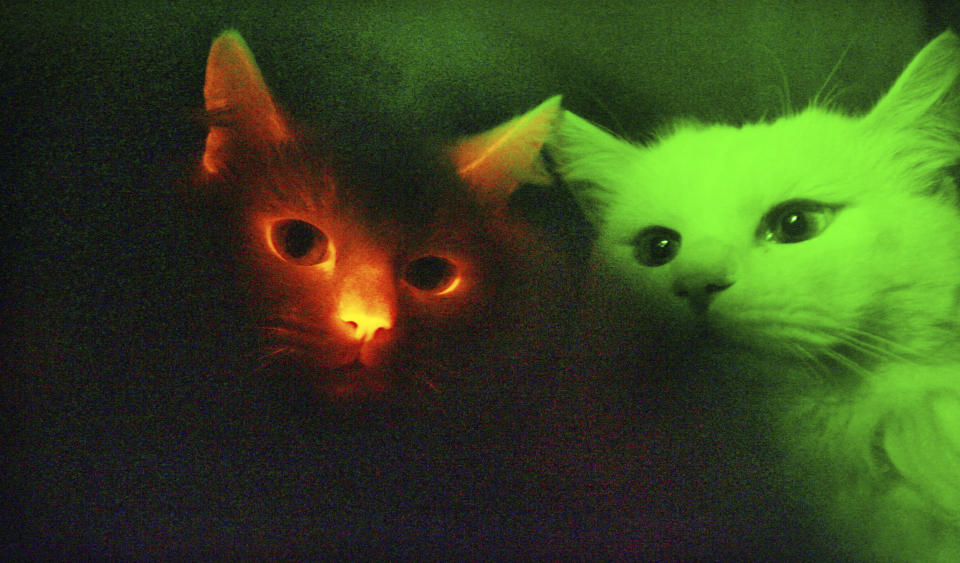 This picture taken through a special filter in a dark room shows, a cat, left, possessing a red fluorescent protein that makes the animal glow in the dark when exposed to ultraviolet rays, appearing next to a normal cloned cat, right, at Gyeongsang National University in Jinju, south of Seoul, South Korea, Wednesday, Dec. 12, 2007. South Korean scientists have cloned cats that glow red when exposed to ultraviolet rays, an achievement that could help develop cures for human genetic diseases, the Science and Technology Ministry said. (AP Photo/ Yonhap, Choi Byung-kil)