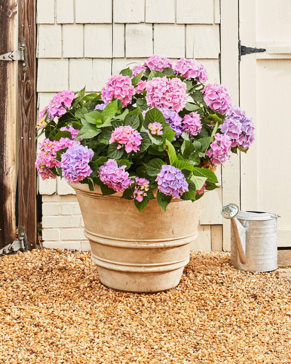 French Hydrangea Container Garden