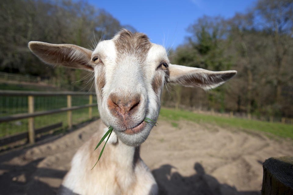 a goat in a farmyard