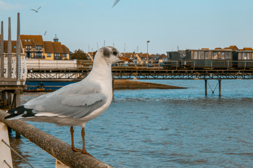 A seagull looks out to sea at Hythe Waterfront, Hampshire whilst the pier train runs in the distance