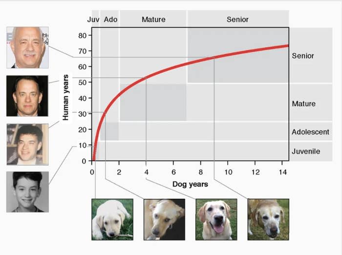 A chart for dog ages
