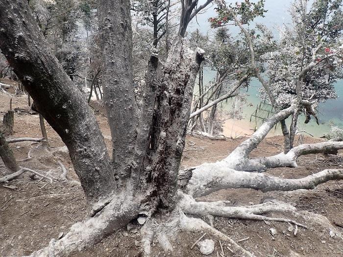 A tree covered in great cormorant guano is seen on Japan's holy island of Miyajima, in a photo shared with CBS News by Hatsukaichi city's agriculture, forest and fisheries section. / Credit: Handout courtesy of Hatsukaichi city